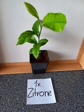 Mango zitronen pflanze gebraucht kaufen  Stutensee