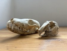 Real red fox for sale  PENRYN