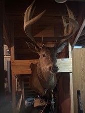 White tail deer for sale  Oxford