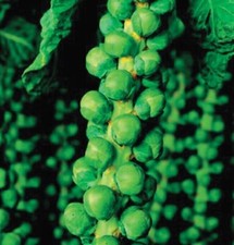Brussel sprout long for sale  WOODBRIDGE