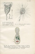 1897 ANIMAL ANATOMY PROTOZOA ROTALIA CERCOZOA EUGLYPHA Impressão Litográfica Antiga comprar usado  Enviando para Brazil