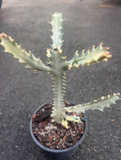 White ghost cactus for sale  Fleming Island