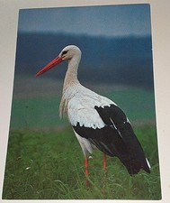 Alte groh storch gebraucht kaufen Alte groh storch gebraucht kaufen  Haßmersheim