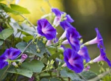 Morning glory grandpa for sale  SALE