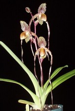 Awesome multifloral paph for sale  Melbourne