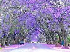 Blue jacaranda mimosifolia for sale  Greenville