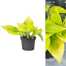 Epipremnum pinn neon for sale  GLASGOW