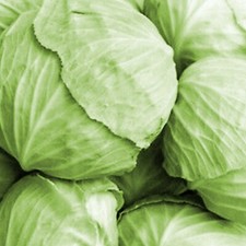 Cabbage seeds white for sale  WARRINGTON