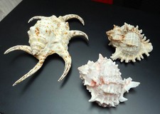 Gros coquillages collection d'occasion  Ars-sur-Moselle