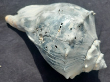 Large knobbed whelk for sale  Virginia Beach