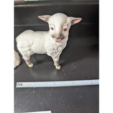 Kazmar lambs ram for sale  Cleveland