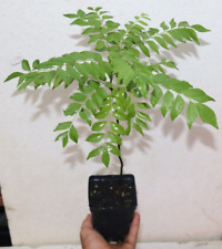 Mature fruiting curry for sale  Venice