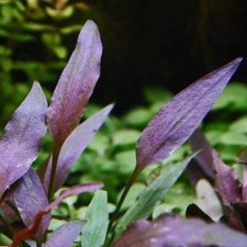 Cryptocoryne walkeri live for sale  HOUNSLOW