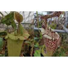 Nepenthes carnivorous pitcher for sale  Woodstock
