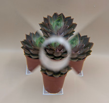 Cokin multi images for sale  NORWICH