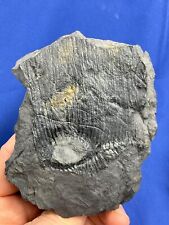 Carboniferous calamites fossil gebraucht kaufen  Saarbrücken