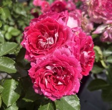 Nancy stunning purple for sale  SPALDING
