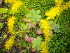 Sedum palmer orpin d'occasion  Sèvres