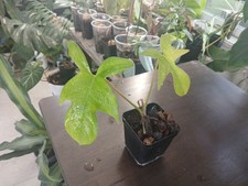 baskets plant beautiful for sale baskets plant beautiful for sale Byhalia