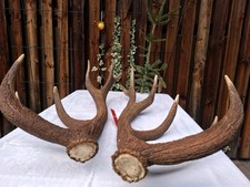 Abwurfstangen paar vom gebraucht kaufen  Freihung