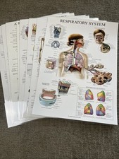 Anatomy poster double for sale  Fruita