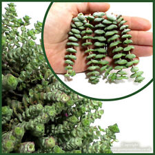 Cuttings crassula rupestris for sale  LEIGH