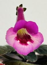 Miniature sinningia pirates for sale  Summerville