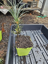 Southwestern white pine for sale  Denver