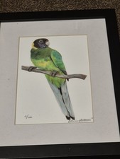 Australian parrot ltd for sale  LEWES