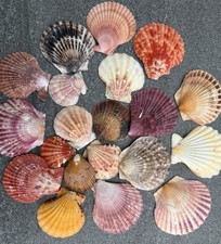 25x jakobsmuscheln bunt gebraucht kaufen 25x jakobsmuscheln bunt gebraucht kaufen  Triefenstein