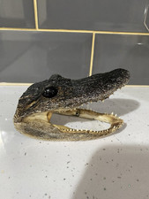 Taxidermy alligator for sale  MANCHESTER