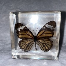 Real butterfly taxidermy for sale  East China