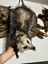 raccoon mounts for sale raccoon mounts for sale New York