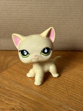 Petshop chat européen d'occasion  Soisy-sous-Montmorency