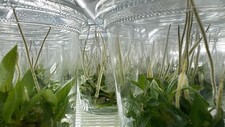 Philodendron spiritus sancti for sale  Houston