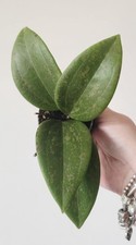 Hoya wibergiae pot for sale  WOLVERHAMPTON