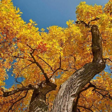 Tulip tree live for sale  Mcminnville
