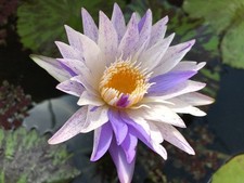 Pixie dust tropical for sale  USA