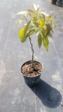 Hass avocado. grafted for sale  Homestead