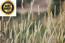 Climax timothy grass for sale  Denver