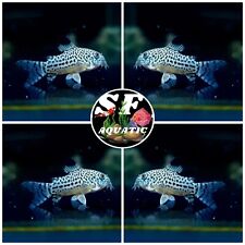 Pack julii corydoras for sale  Walnut Creek