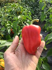 Amy sweet pepper for sale  ABERYSTWYTH
