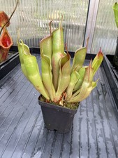 Heliamphora sarracenioides min usato  Spedire a Italy