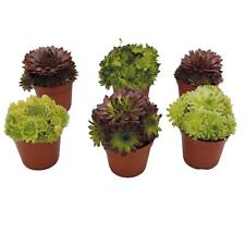 Unus sempervivum 6er gebraucht kaufen  Kalkar