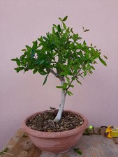 Pre bonsai punica usato  Macerata Campania