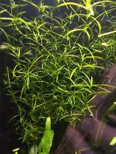 Guppy grass najas for sale  STOKE-ON-TRENT