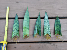 snake plant for sale snake plant for sale Louisville