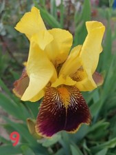Schwertlilie iris barbata gebraucht kaufen  Saalfeld/Saale