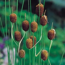 Typha minima dwarf for sale  UK