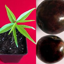 Rainforest plum eugenia for sale  Jupiter